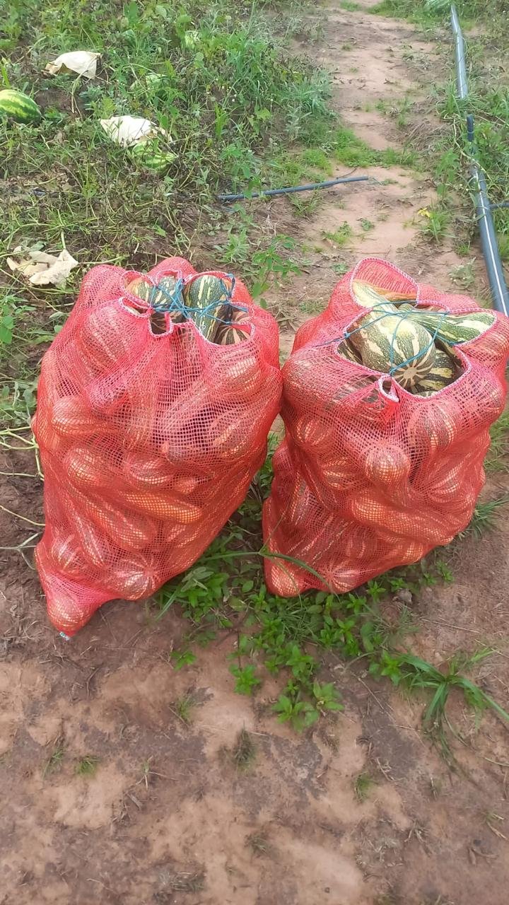 Zapallo Grueso